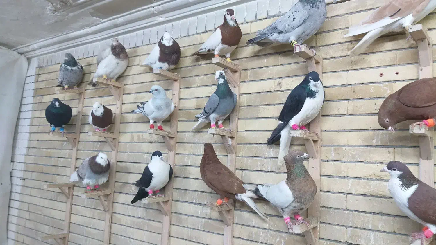 کبوتربوم|پرنده|مشهد, کوشش|دیوار