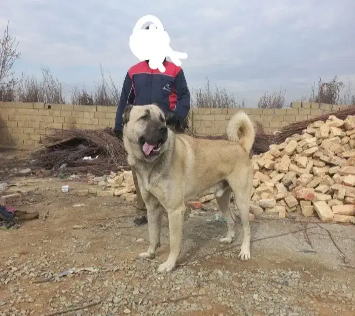 سرابی اصیل|سگ|رباطکریم, رباطکریم|دیوار