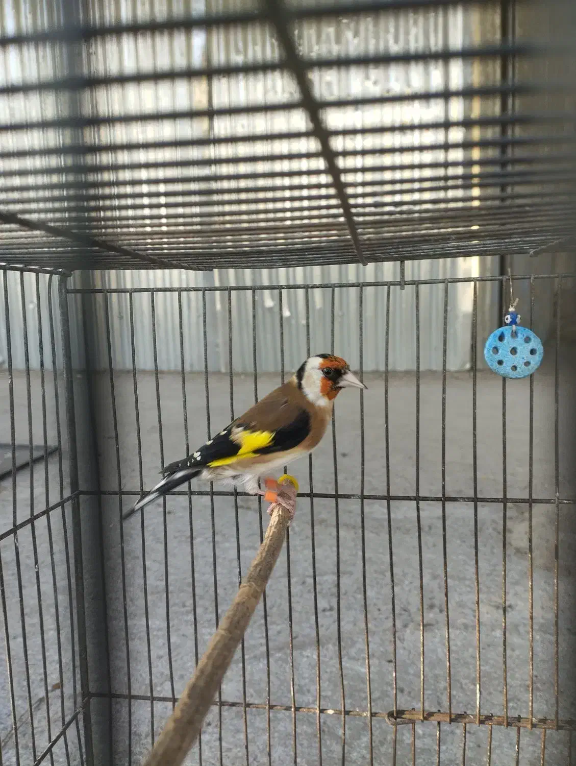 سهره رسمی مست به شرط|پرنده|بجنورد, |دیوار