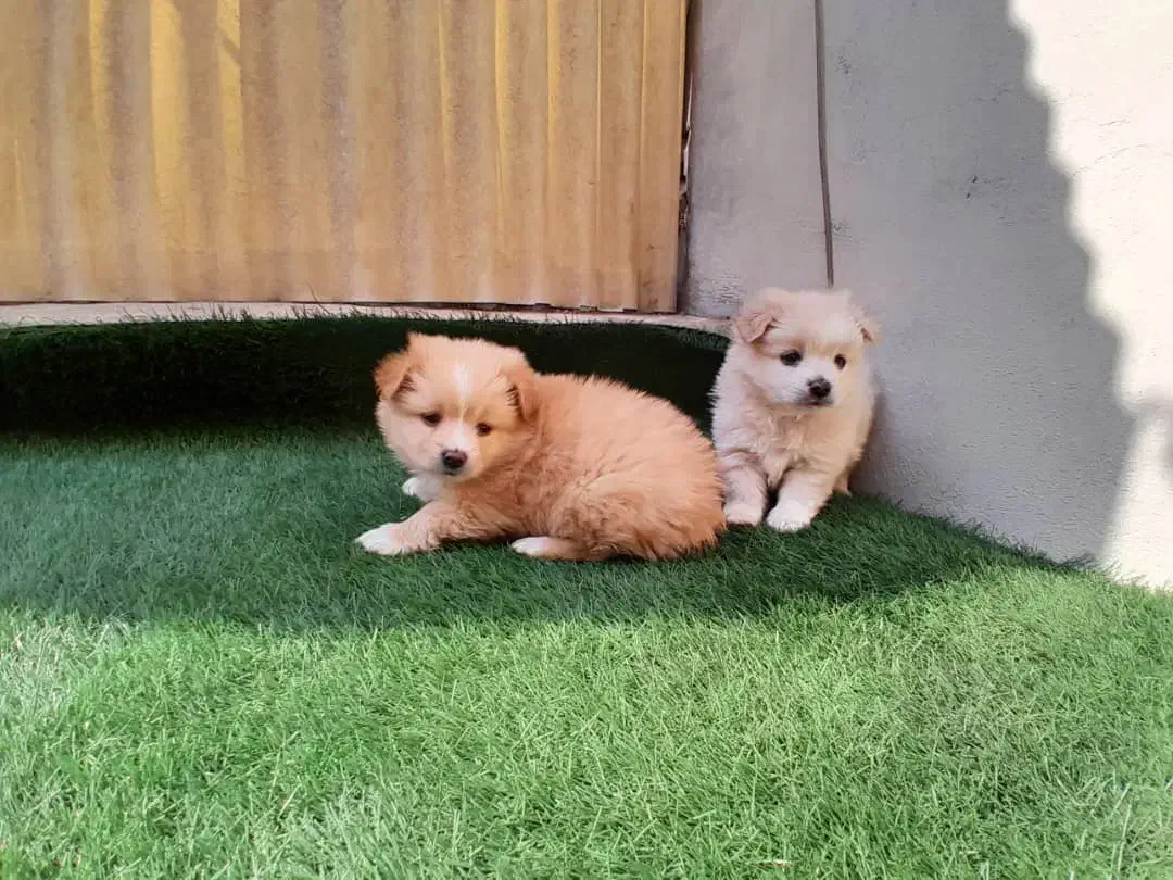 پامر خرسی / روباهی|سگ|تهران, هفت حوض|دیوار