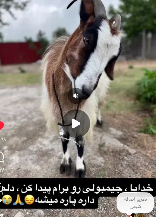 گمشده  مژده گونی  بز ماده|حیوانات|فریدون‌کنار, |دیوار