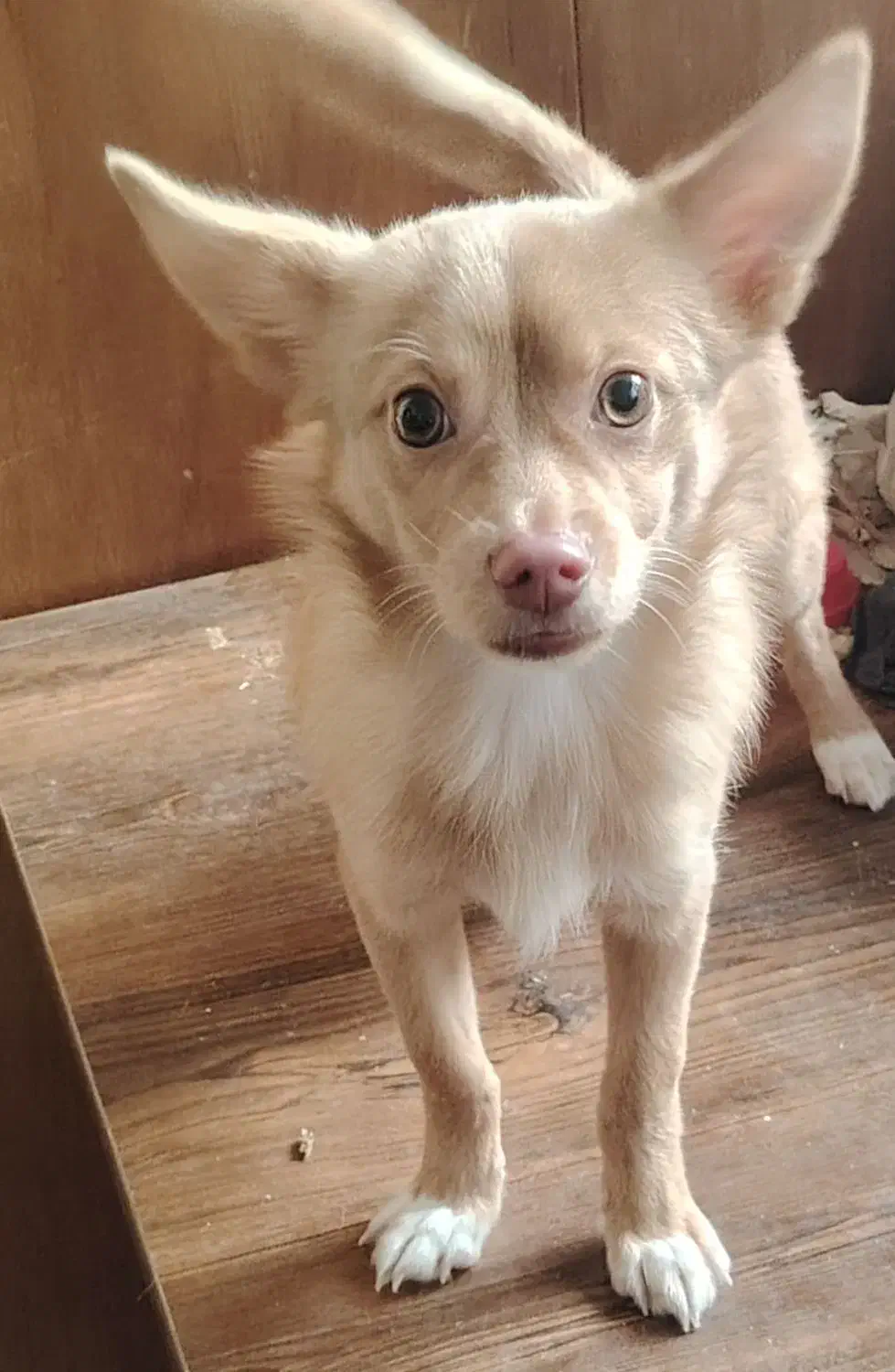 اشپیتز روباهی|سگ|قدس, شهرک فرزان|دیوار