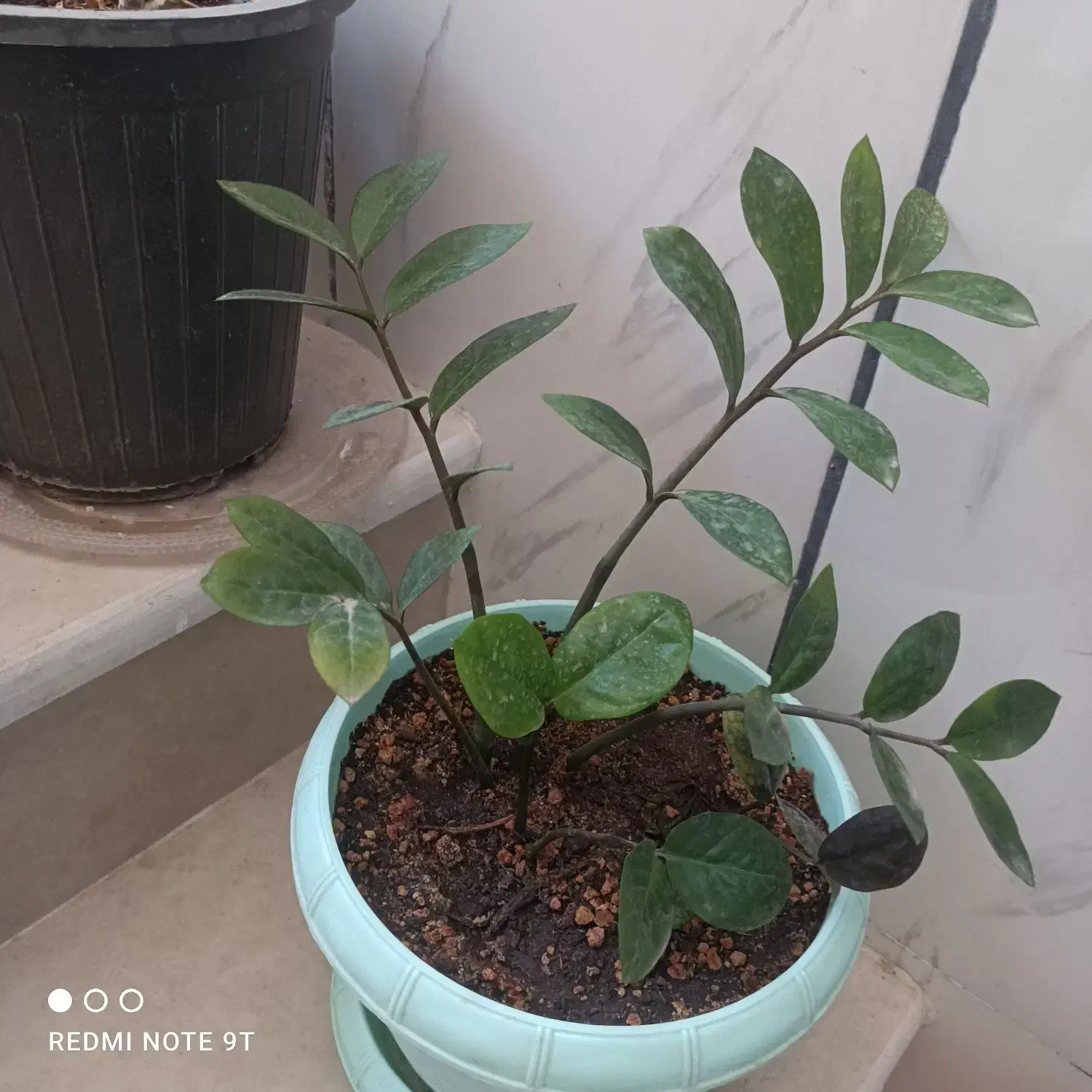 گل آپارتمانی|گل و گیاه طبیعی|شیراز, شهرک برق|دیوار