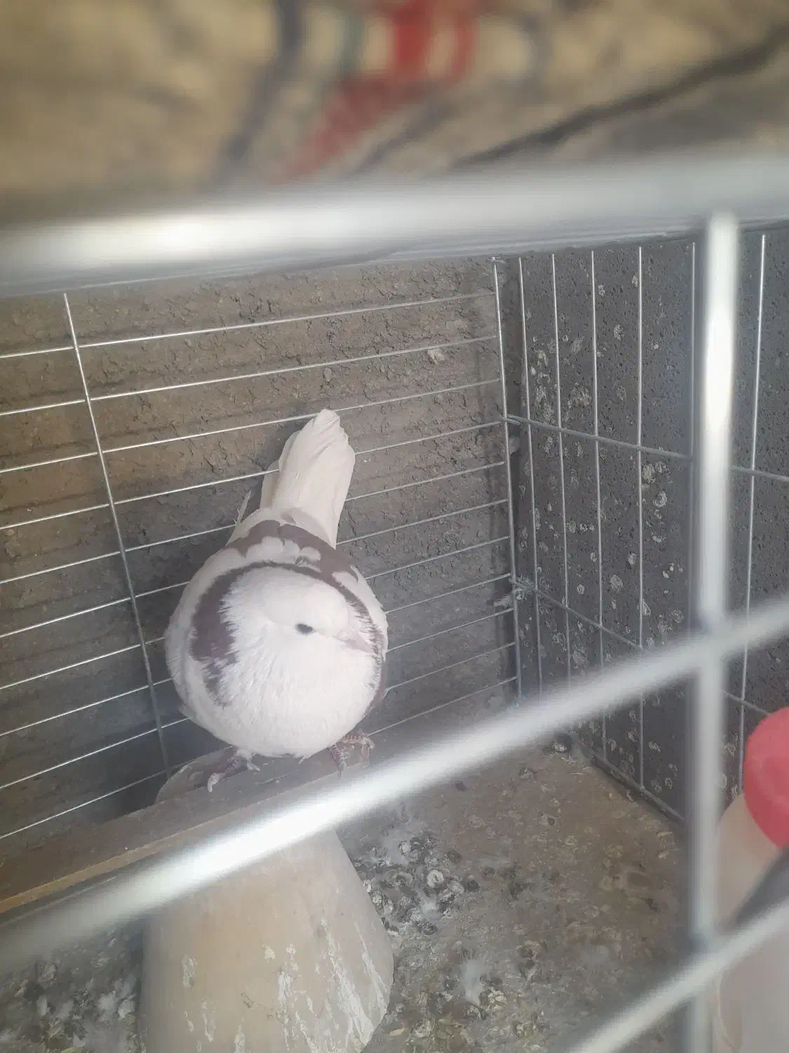 کبوتر پرشی .گمشده|پرنده|خمینیشهر, |دیوار