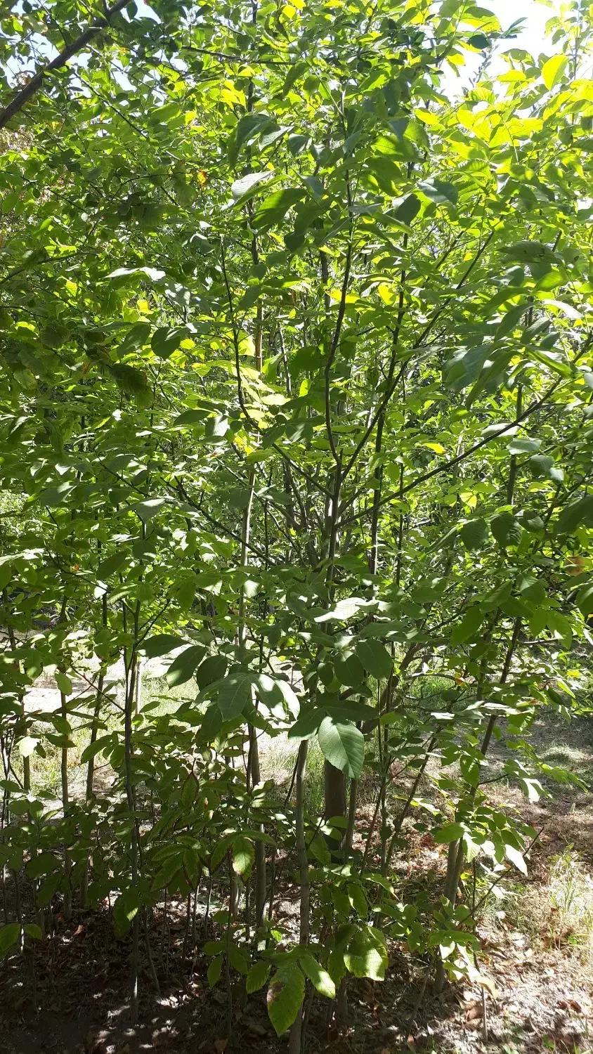 فروش درخت گردو محلی|گل و گیاه طبیعی|جاجرود, |دیوار