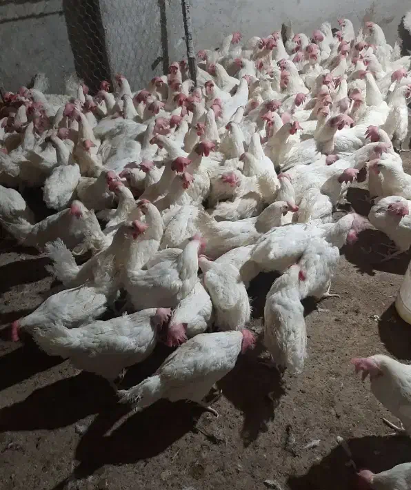 مرغ سفید تخمگذار|حیوانات مزرعه|نوشین شهر, |دیوار