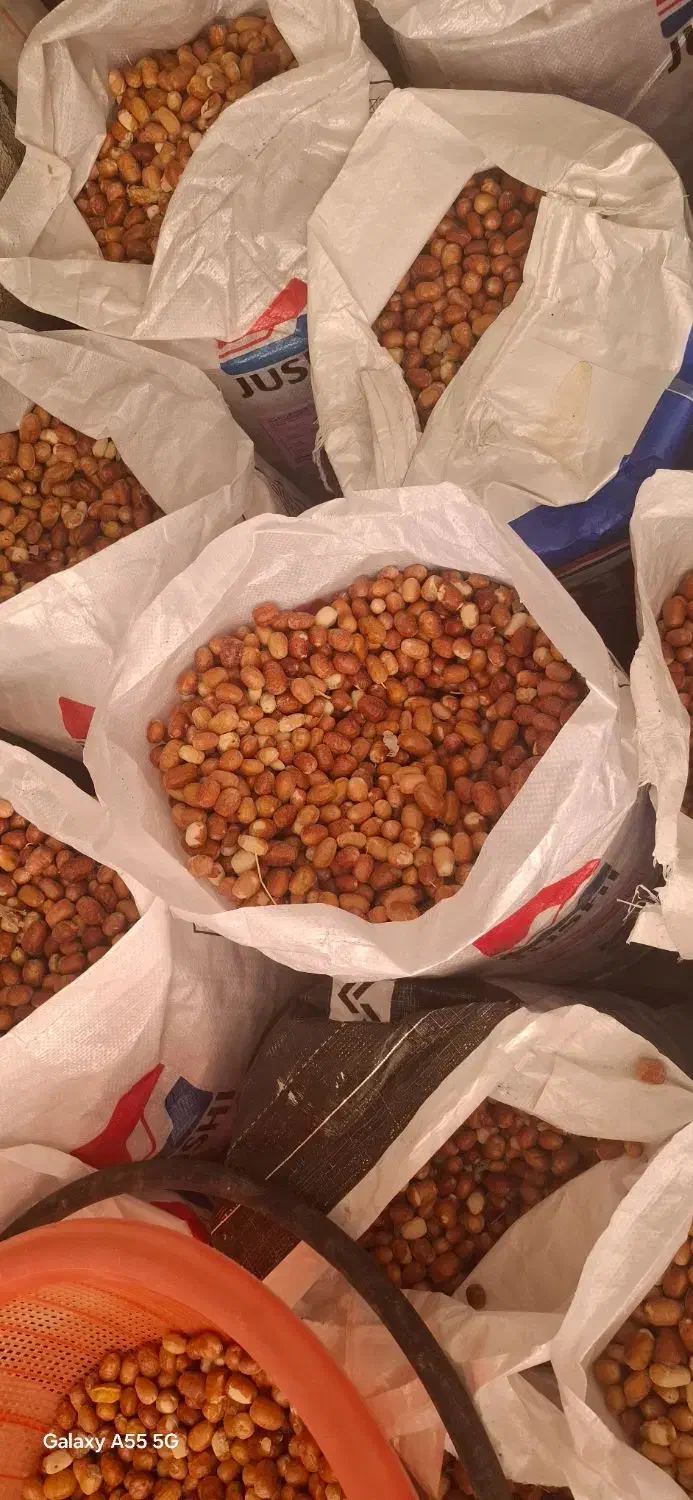 فروش فوری ، سنجد تازه محلی 100 در 100 ارگانیک|خوردنی و آشامیدنی|قم, قلعه کامکار|دیوار