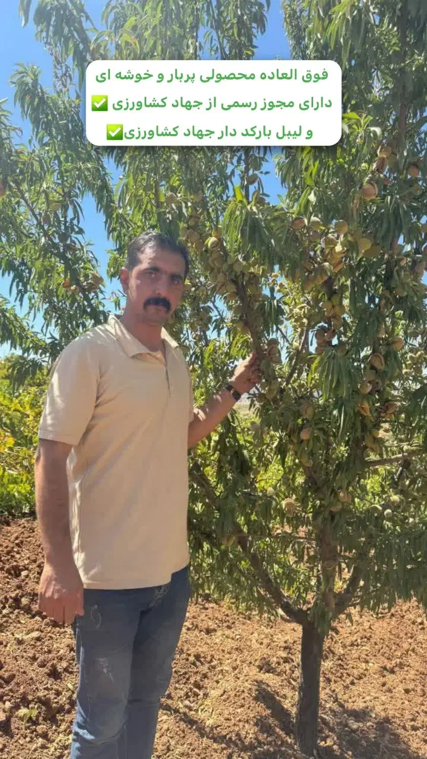 نهال بادام تجاری و خوش فرم|خدمات باغبانی و درختکاری|تاکستان, |دیوار