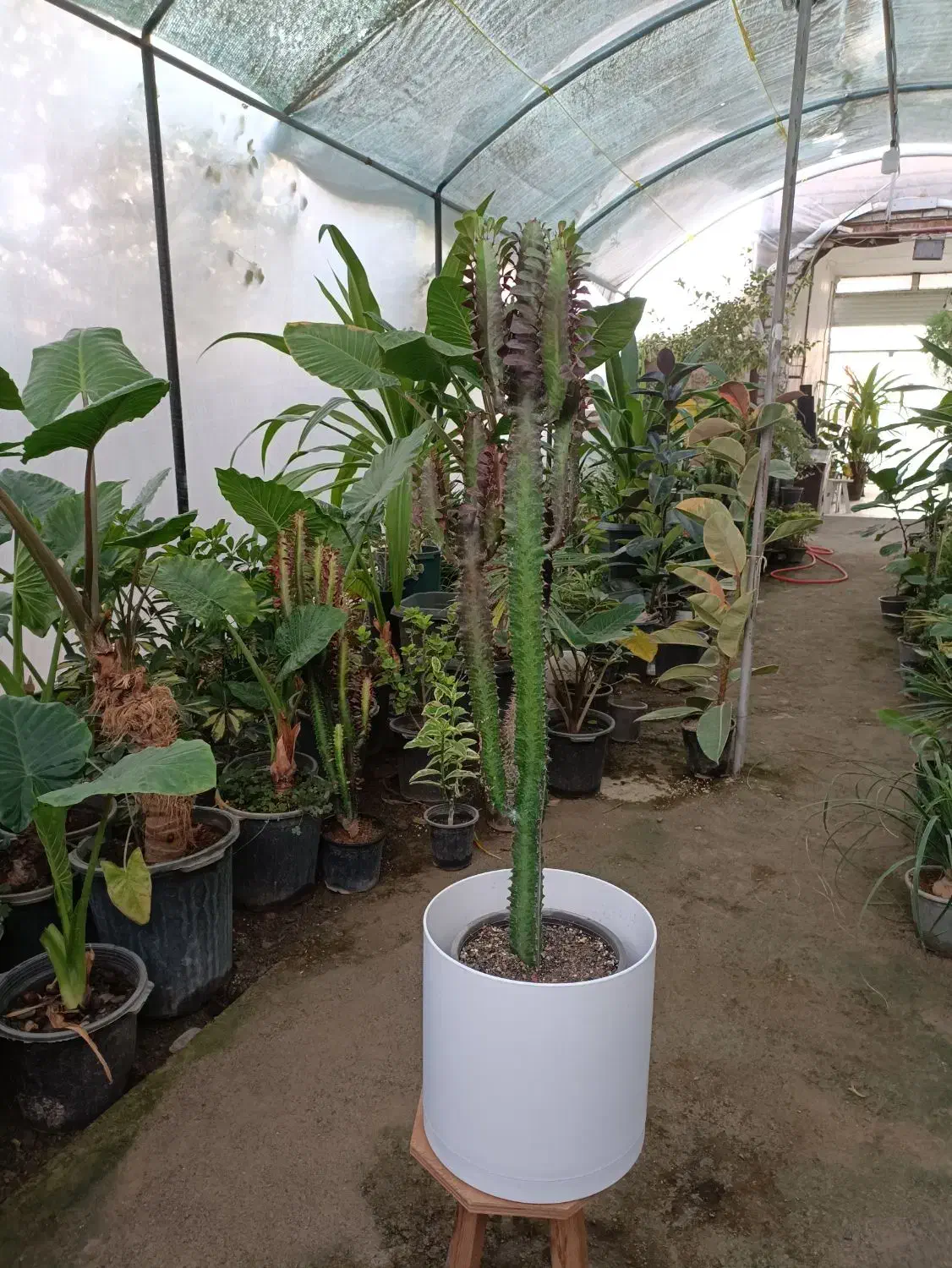 گل افوربیا قرمز قد ۱۱۰ سانت ارسال رایگان + هدیه|گل و گیاه طبیعی|مشهد, رضاییه|دیوار