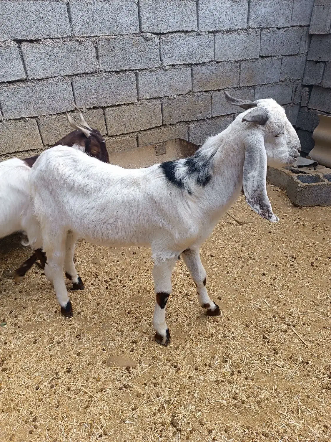 پازن پاکستانی|حیوانات مزرعه|بهبهان, |دیوار