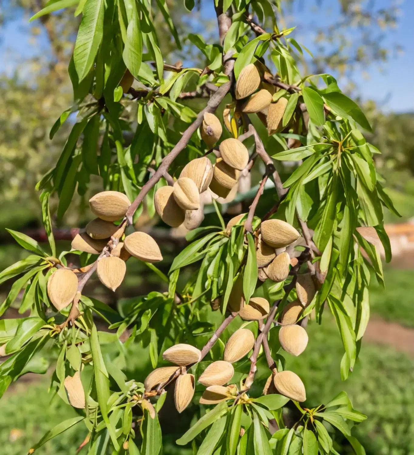 نهالستان مولائی ارقام کمیاب و صنوبر و میوه|خدمات باغبانی و درختکاری|سراب, |دیوار