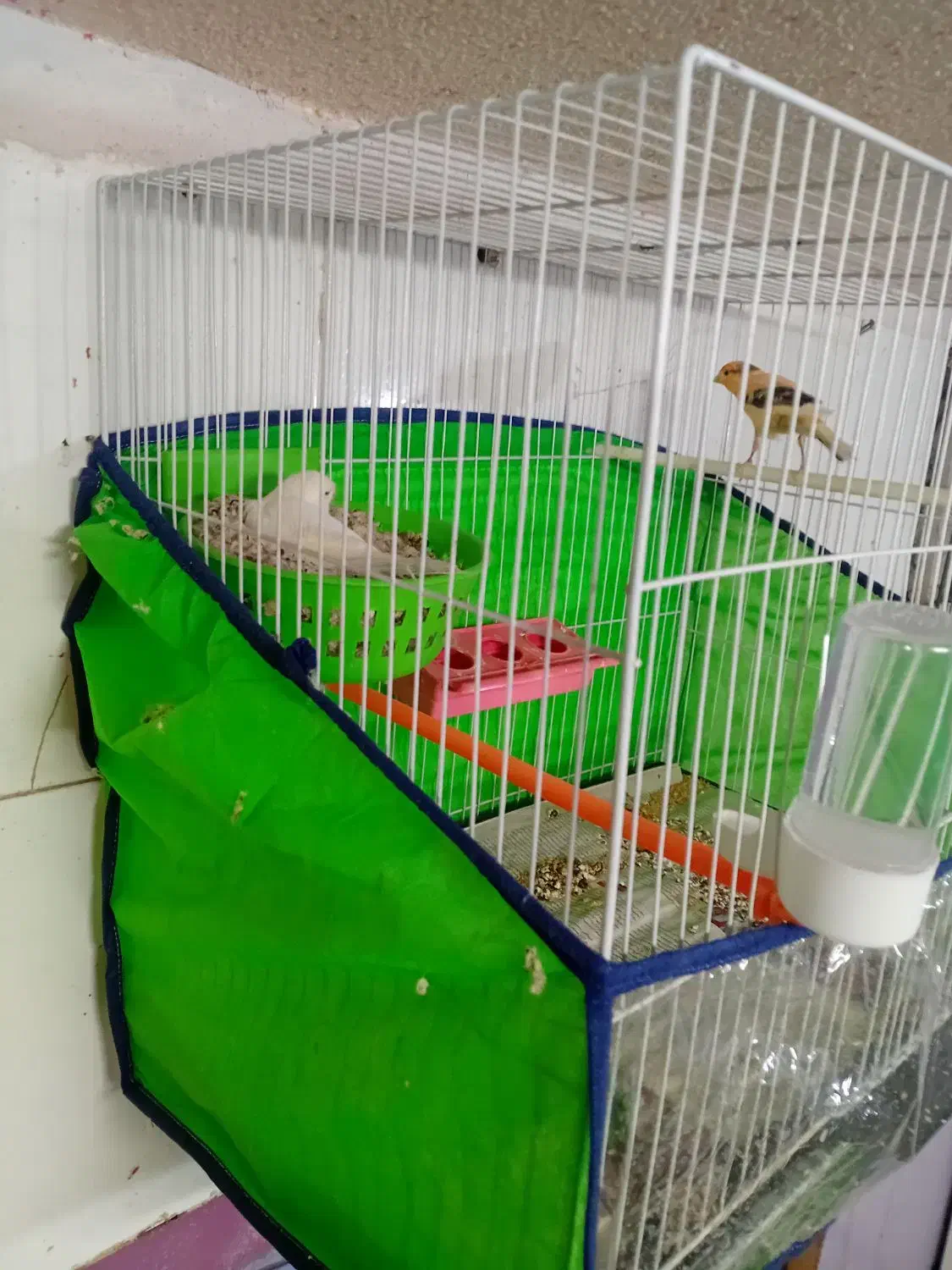 سه جفت قناری تضمینی جوجه رسون دارن آغول گرم میکنن|پرنده|تربت‌حیدریه, باغ سلطانی|دیوار