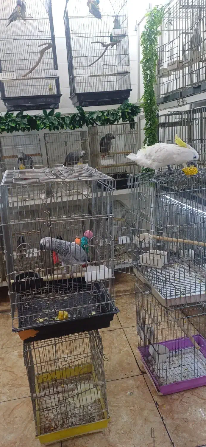 سلطان کاسکو هابه پایین ترین قیمت وبالاترین کیفیت|پرنده|تهران, اسکندری|دیوار