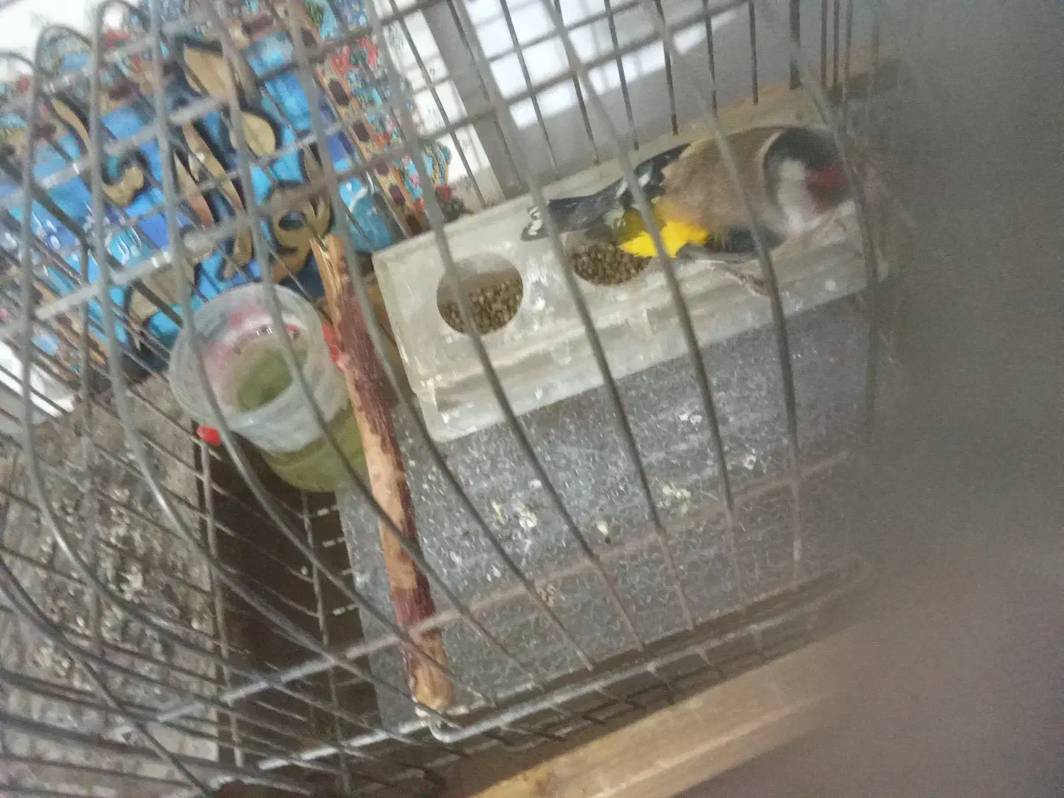 سهره عروسک|پرنده|قلقل رود, |دیوار