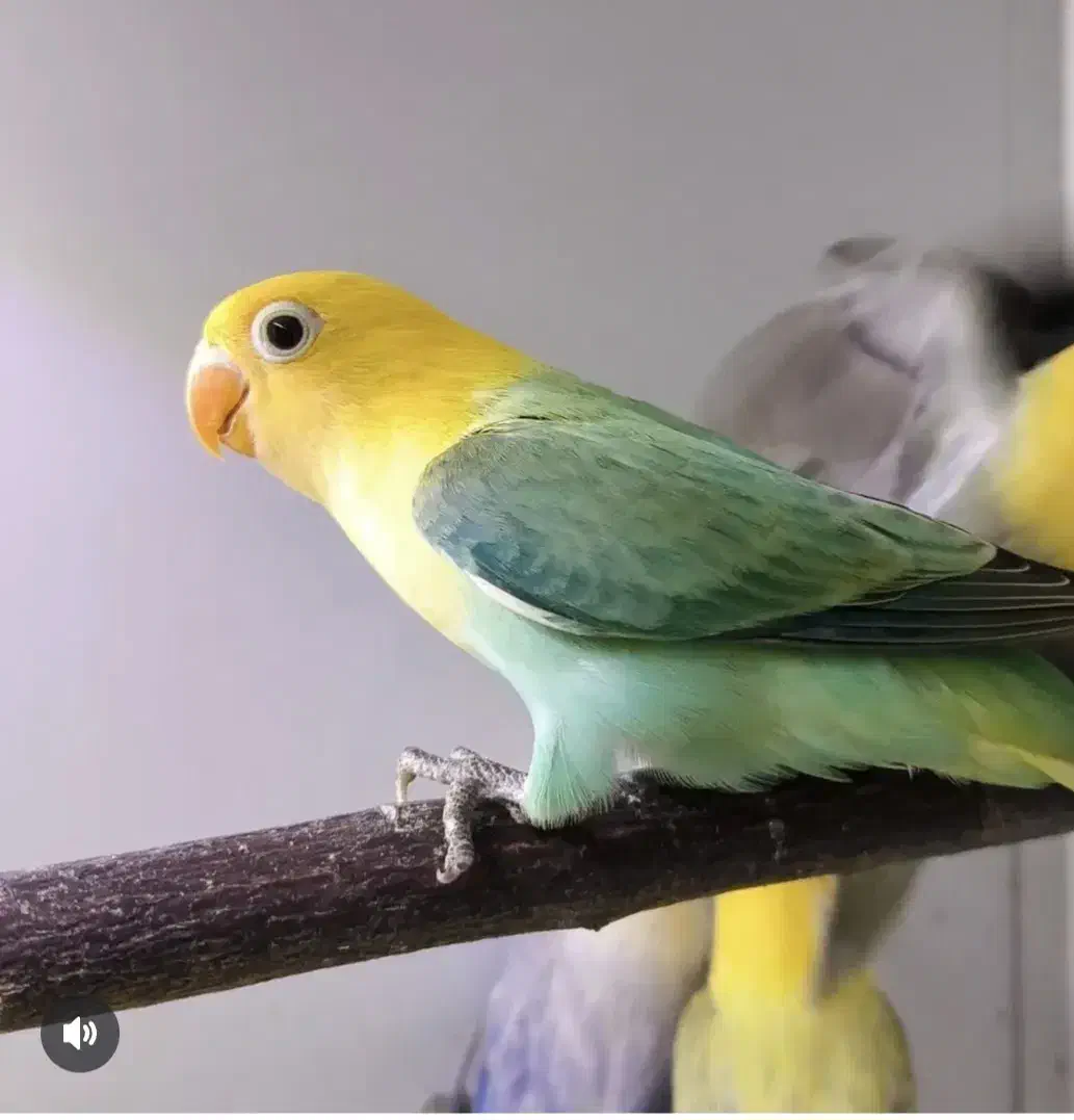 طوطی برزیلی رنگ خاص|پرنده|هندیجان, |دیوار