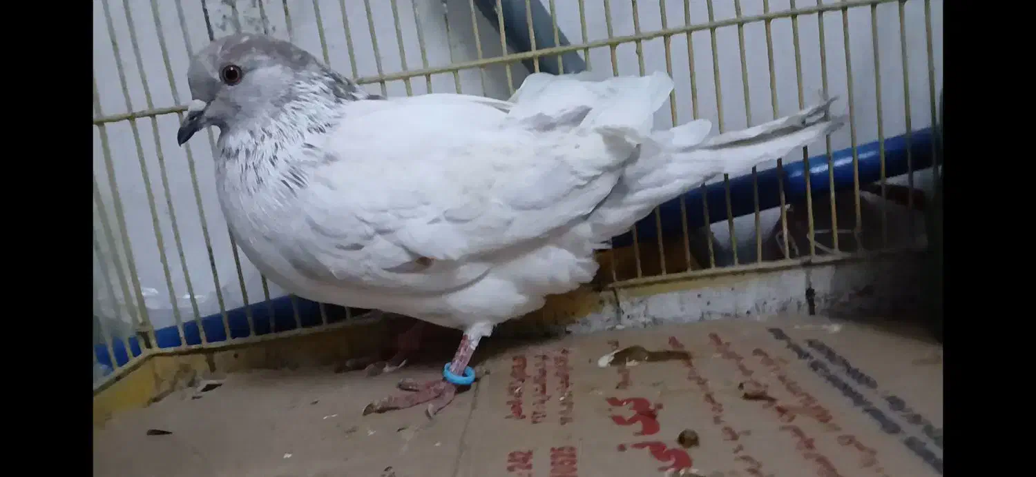 کفتر پرشی جوان|پرنده|رشت, دروازه لاکان|دیوار