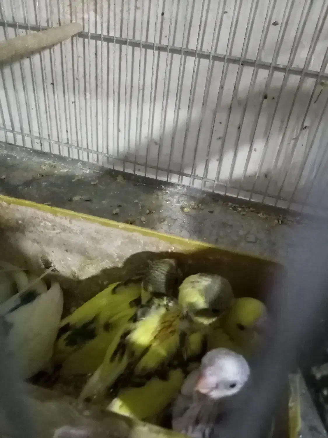 مرغ عشق با جوجه وتخم|پرنده|الوند, |دیوار