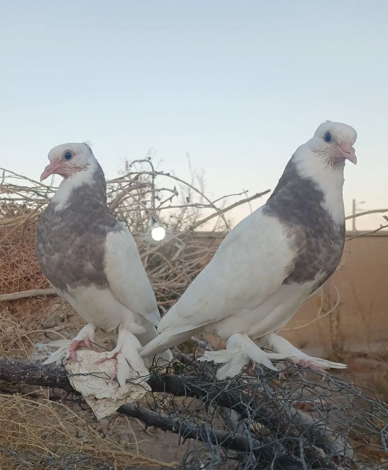 کبوتر|پرنده|ارسنجان, |دیوار