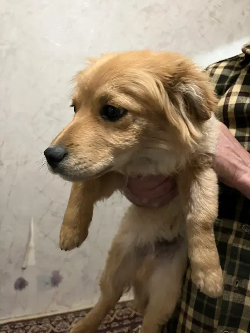 سگ اشپیز|سگ|اراک, |دیوار