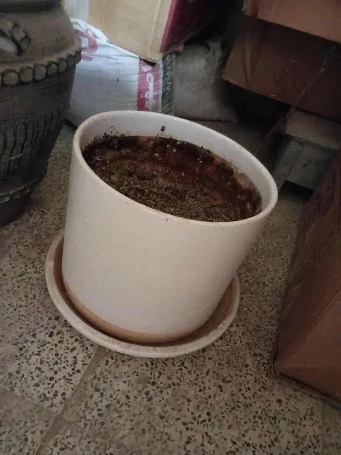 چند عدد گلدان|گل و گیاه طبیعی|شاهینشهر, خانه کارگر|دیوار