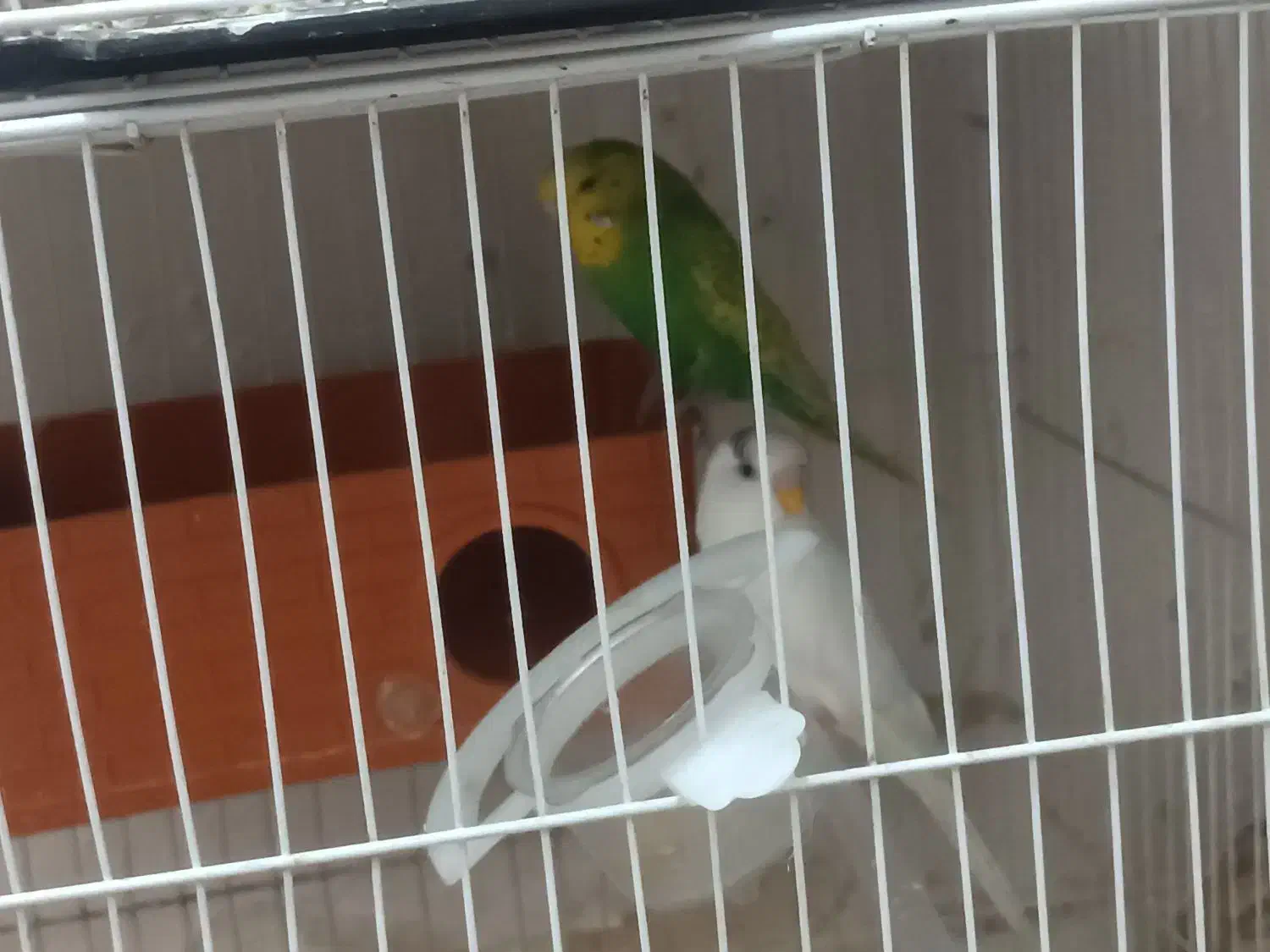 مرغ عشق|پرنده|مشهد, بهمن|دیوار