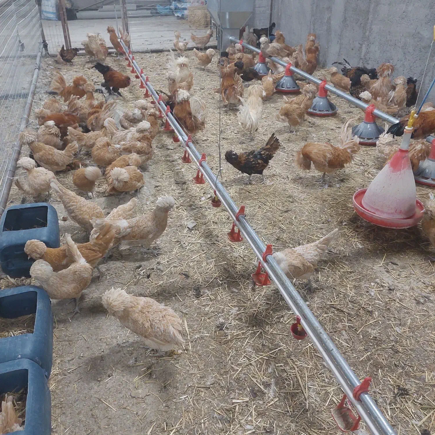 تخم نطفه دار|حیوانات مزرعه|قم, شهرک فاطمیه|دیوار