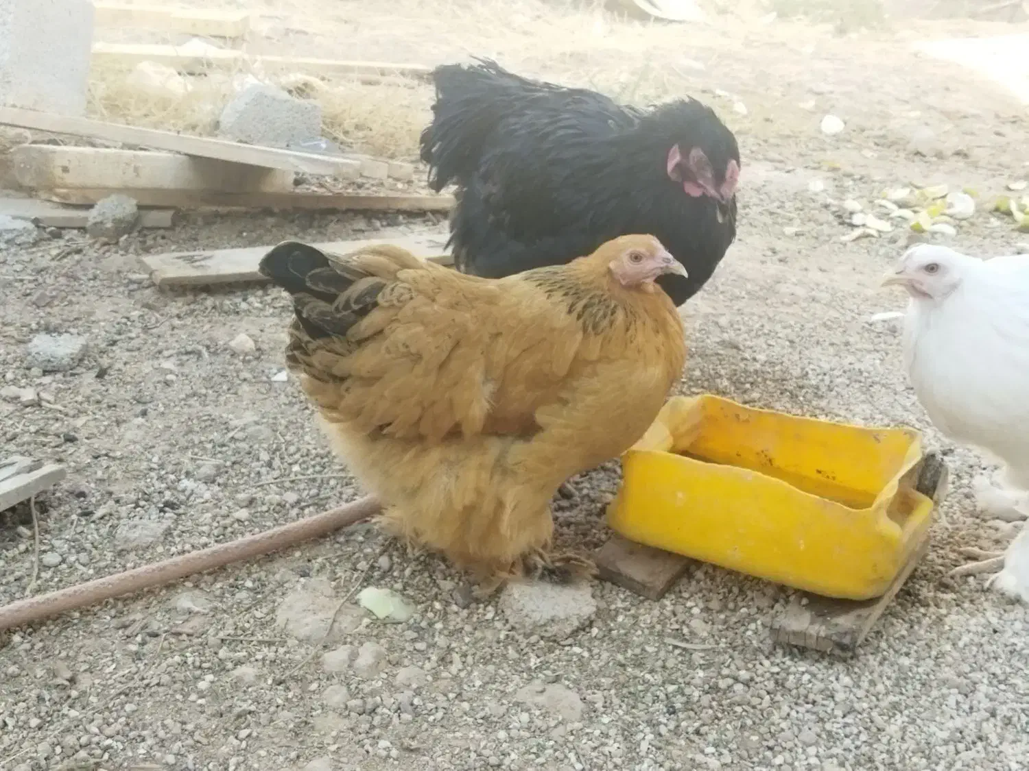 مرغ وخروس برهما|حیوانات مزرعه|شیراز, جمال آباد|دیوار