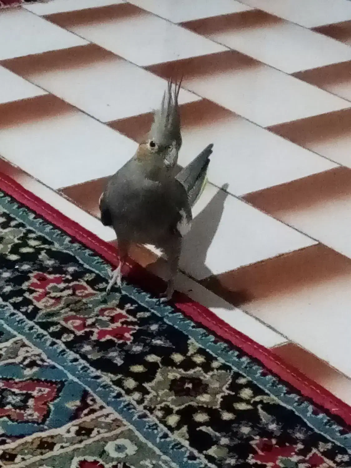 عروس هلندی سالم ودستی با قفسه چای غذا واب|پرنده|قائم‌شهر, |دیوار