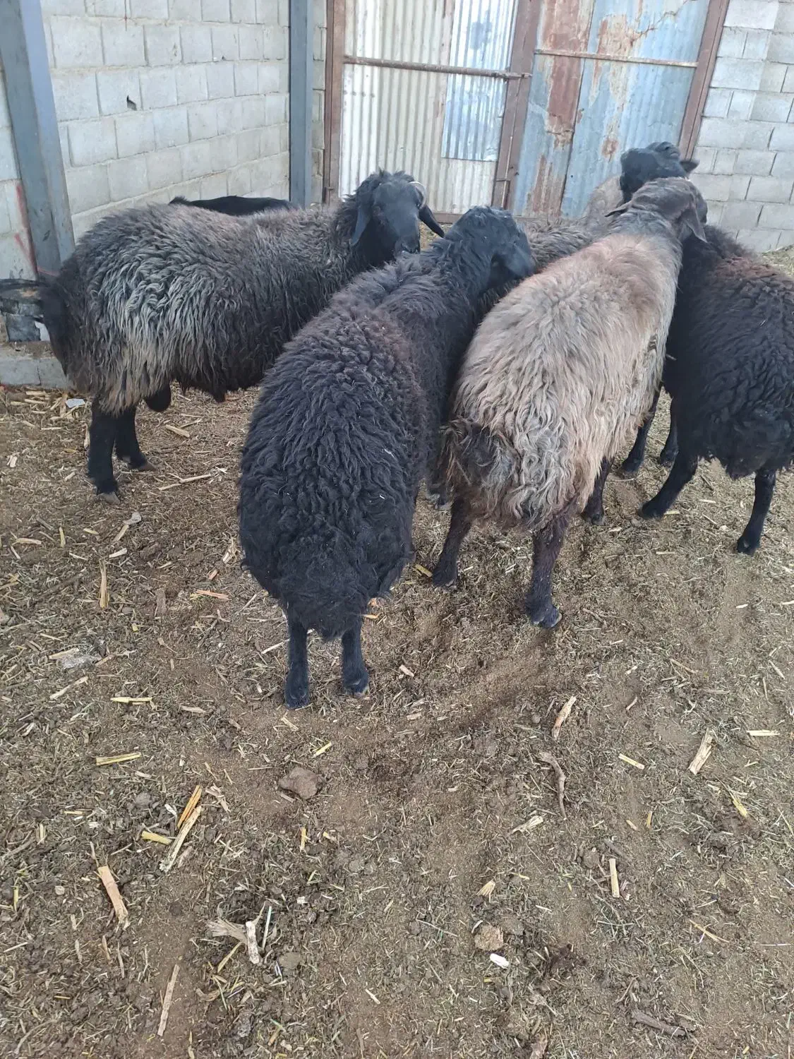 قوچ بره قوچ|حیوانات مزرعه|خمینیشهر, |دیوار