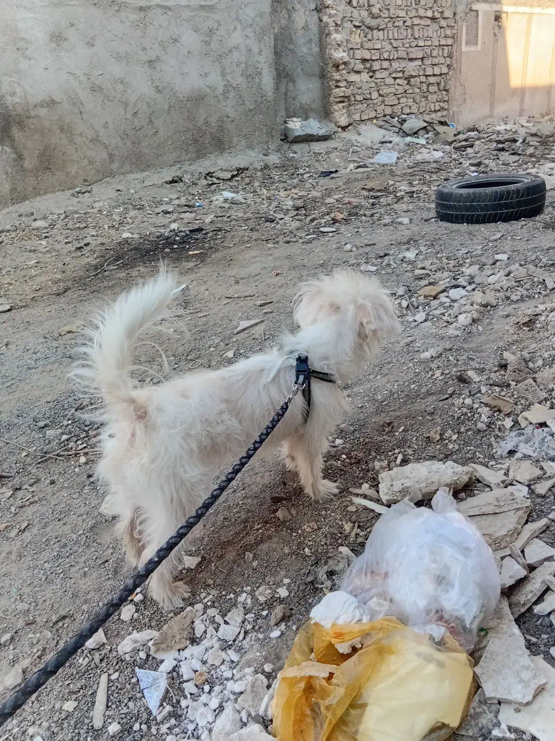 سگ مهربون|سگ|قم, اسمعیل آباد|دیوار