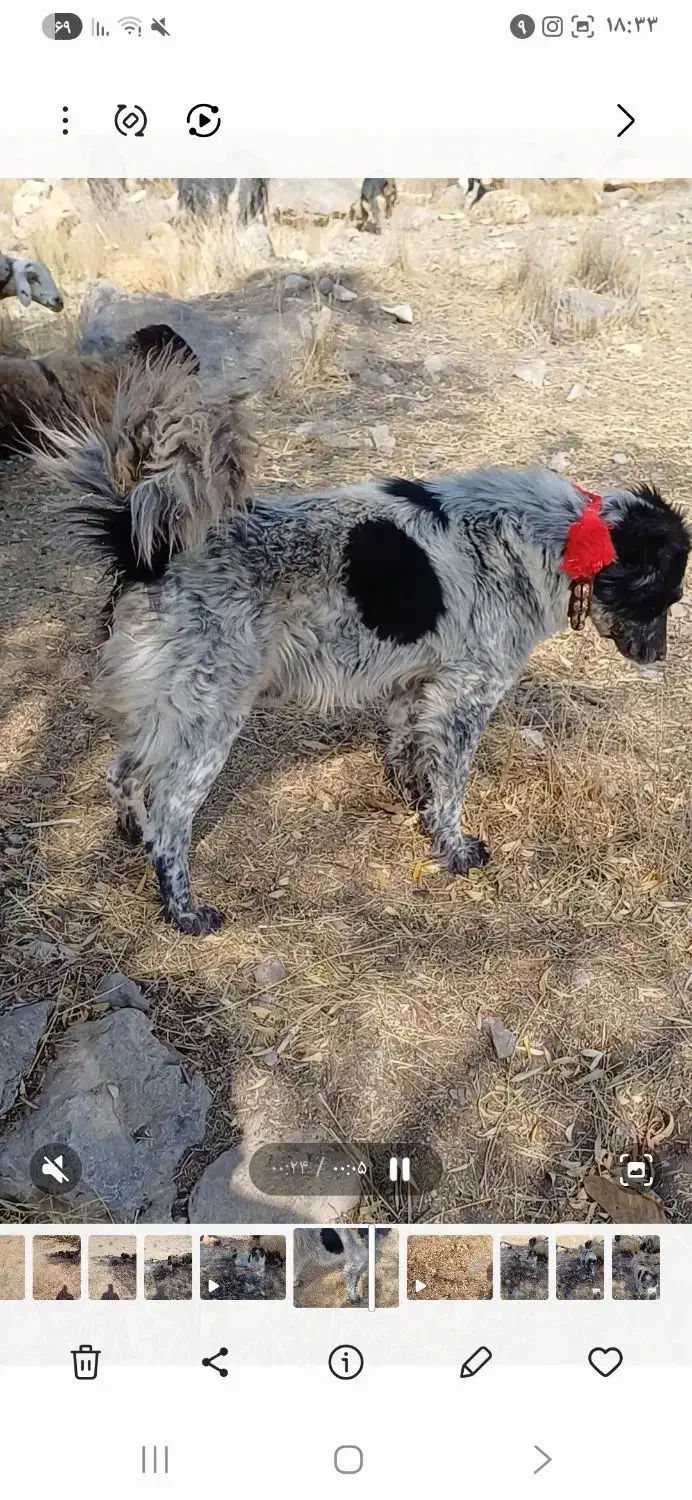 یک سگ اصیل قدرجونی نر|سگ|شیراز, شهرک مدرس|دیوار