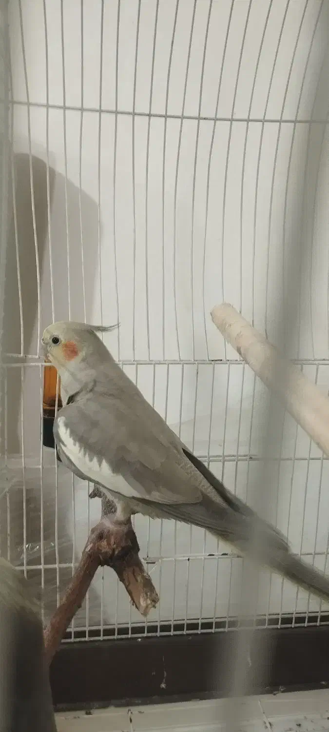 پرنده|پرنده|قدس, شهر‌قدس|دیوار