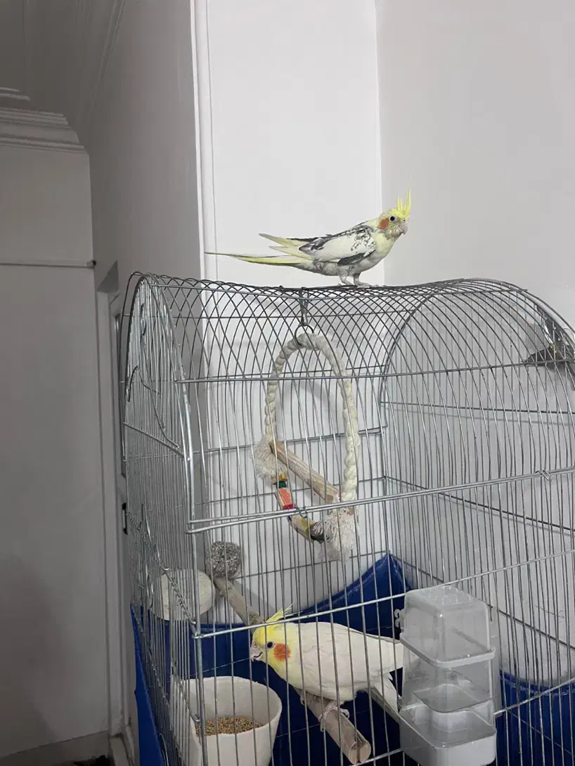 عروس هلندی|پرنده|قم, نخودی|دیوار