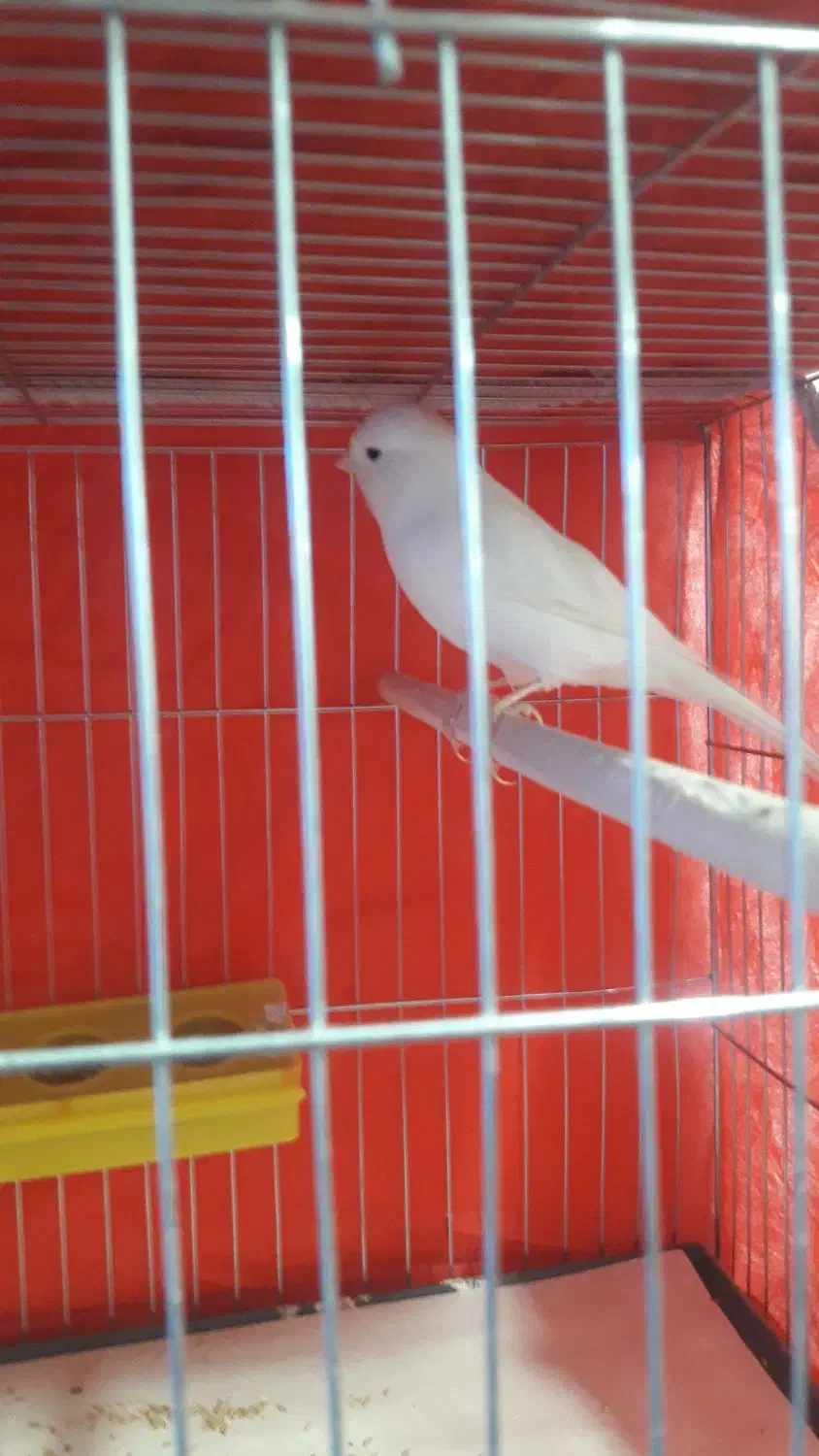 فروش انواع قناری نرهای مست مست|پرنده|بندر ماهشهر, |دیوار