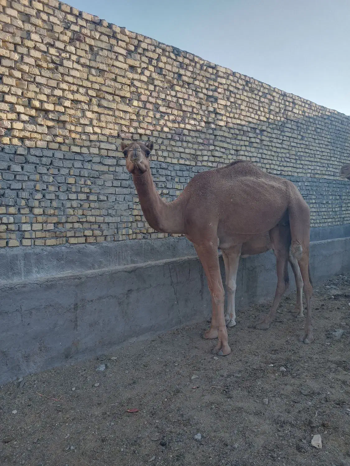 شترارام برای پروار|حیوانات مزرعه|ندوشن, |دیوار