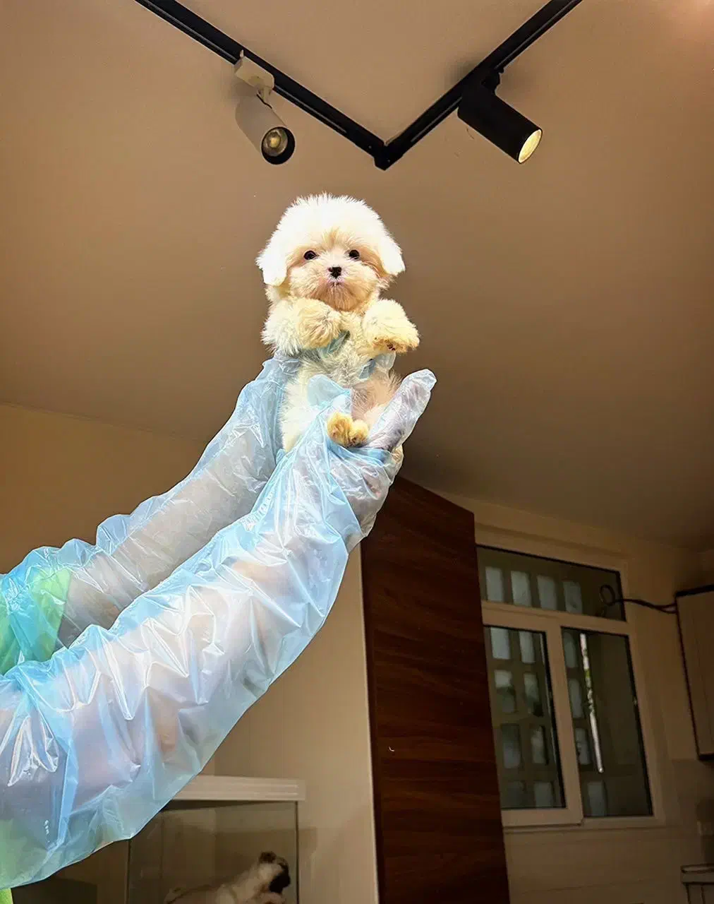 سگ مالتیز عروسکی خالص|سگ|تهران, درکه|دیوار