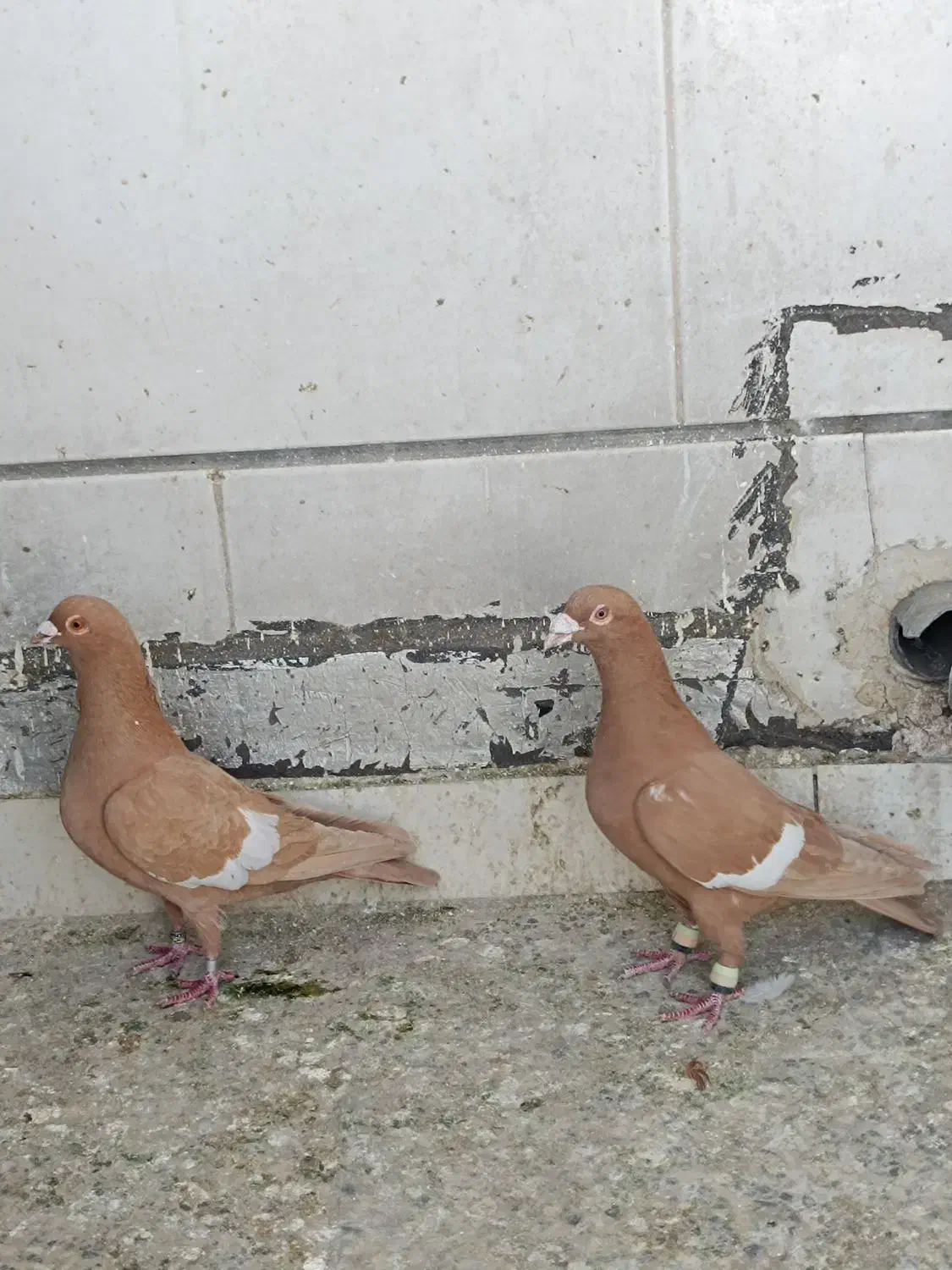 سرک زرد|پرنده|شیراز, گویم|دیوار