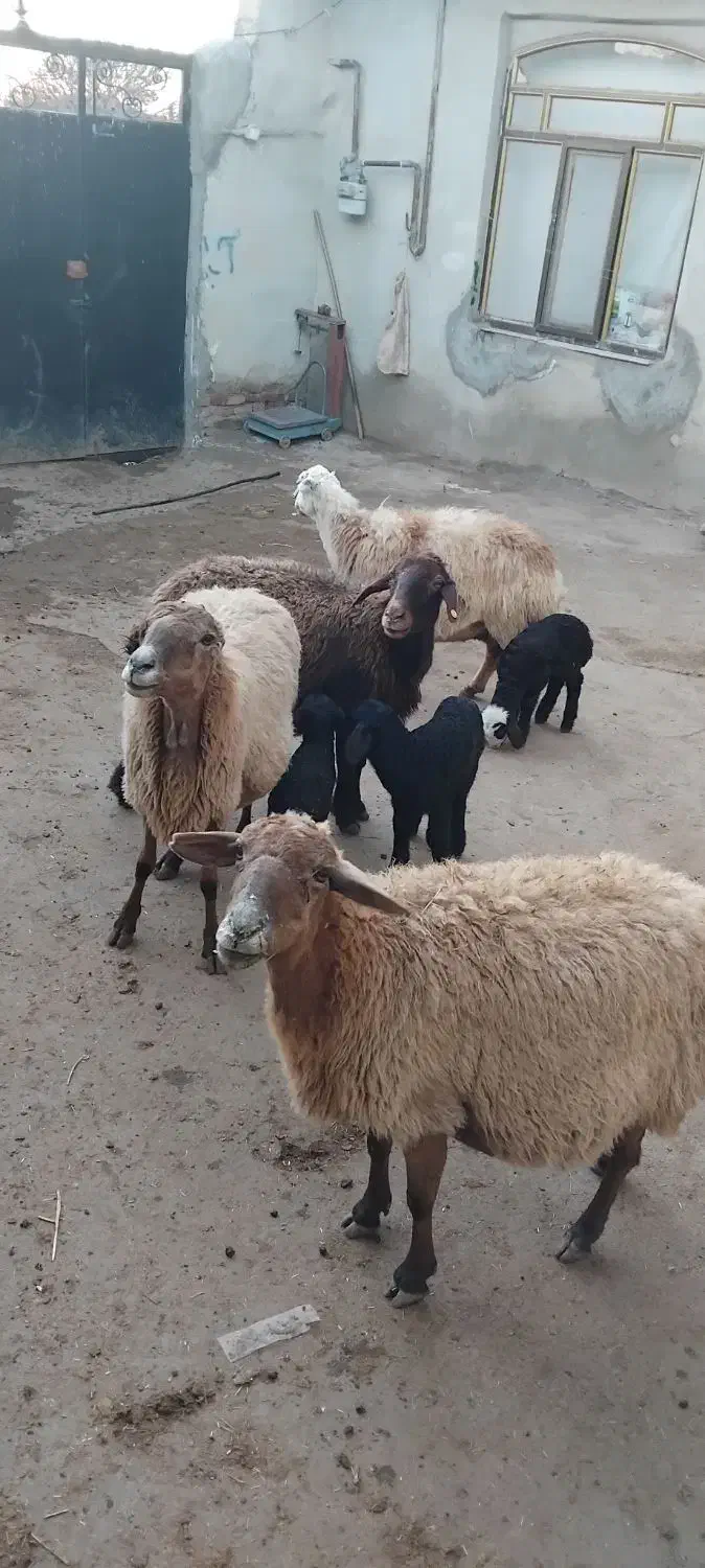 گوسفند|حیوانات مزرعه|هریس, |دیوار