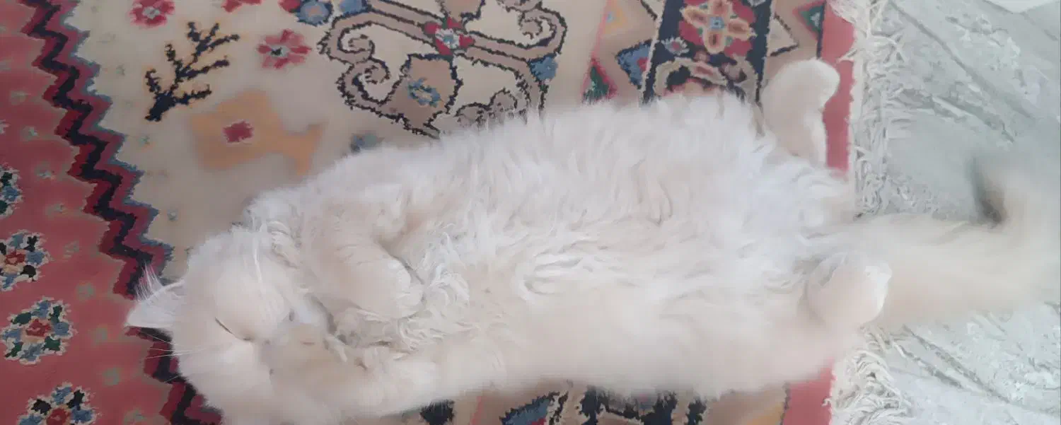 گربه|گربه|کرمانشاه, |دیوار