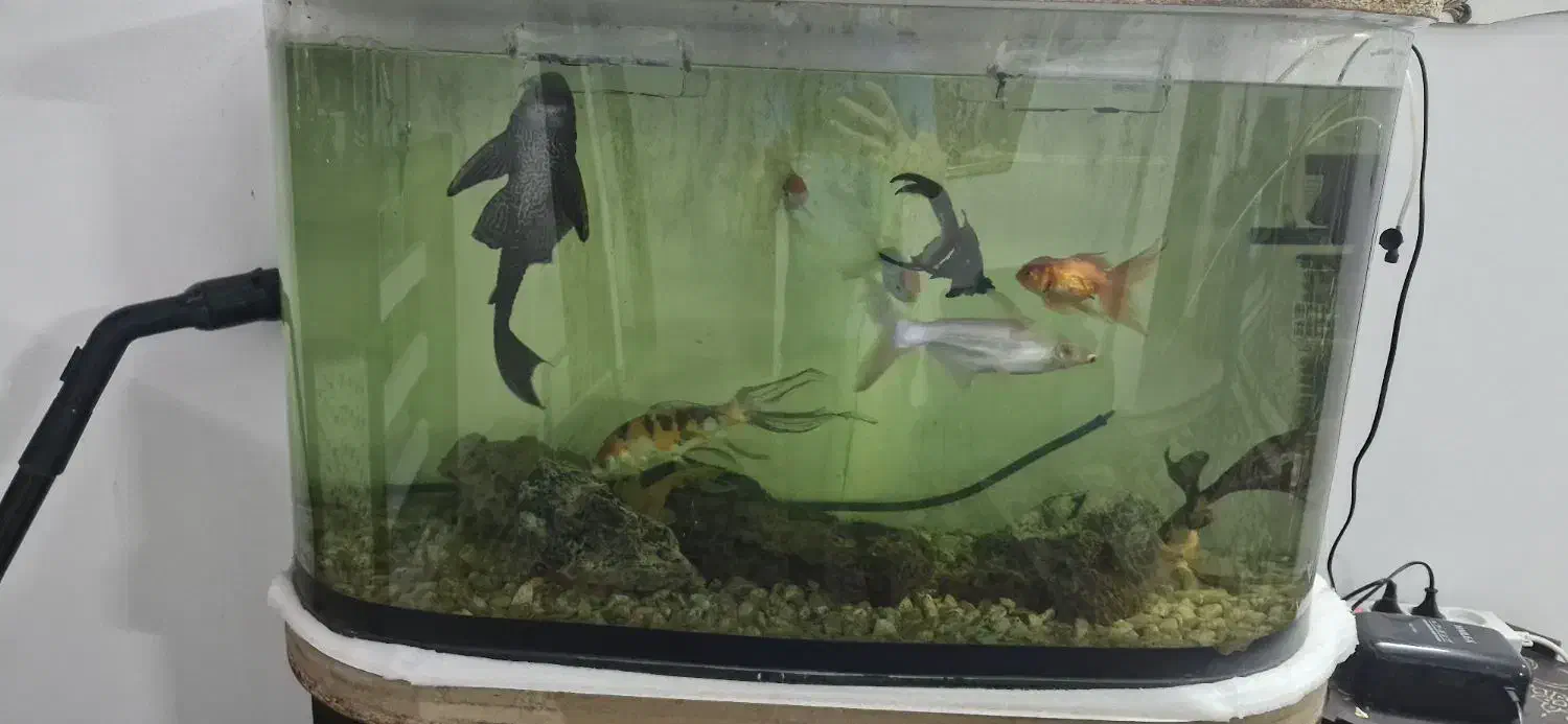 آکواریوم با بخاری تسویه وماهی|ماهی|مشهد, خواجه ربیع|دیوار