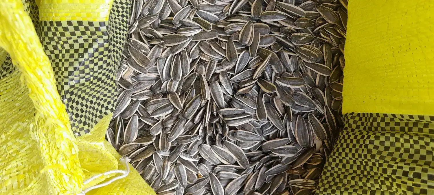 تخمه افتابگردان|عمده‌فروشی|موچش, |دیوار