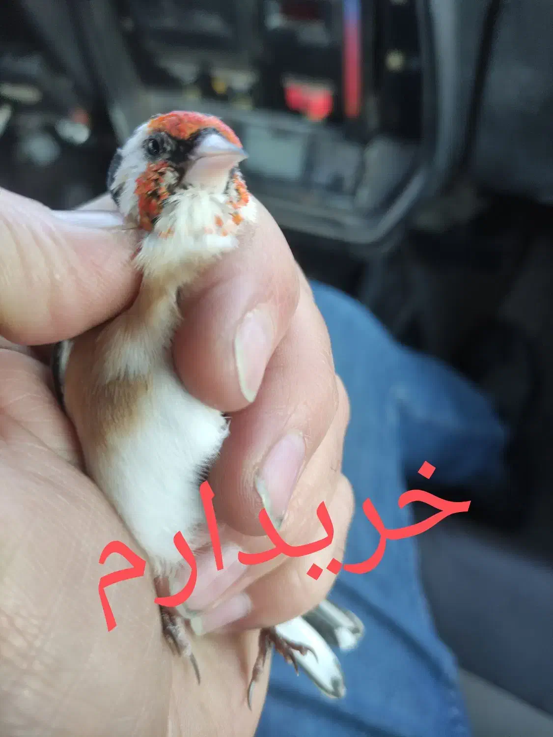 سهره چونه نر و ماده|پرنده|تبریز, |دیوار