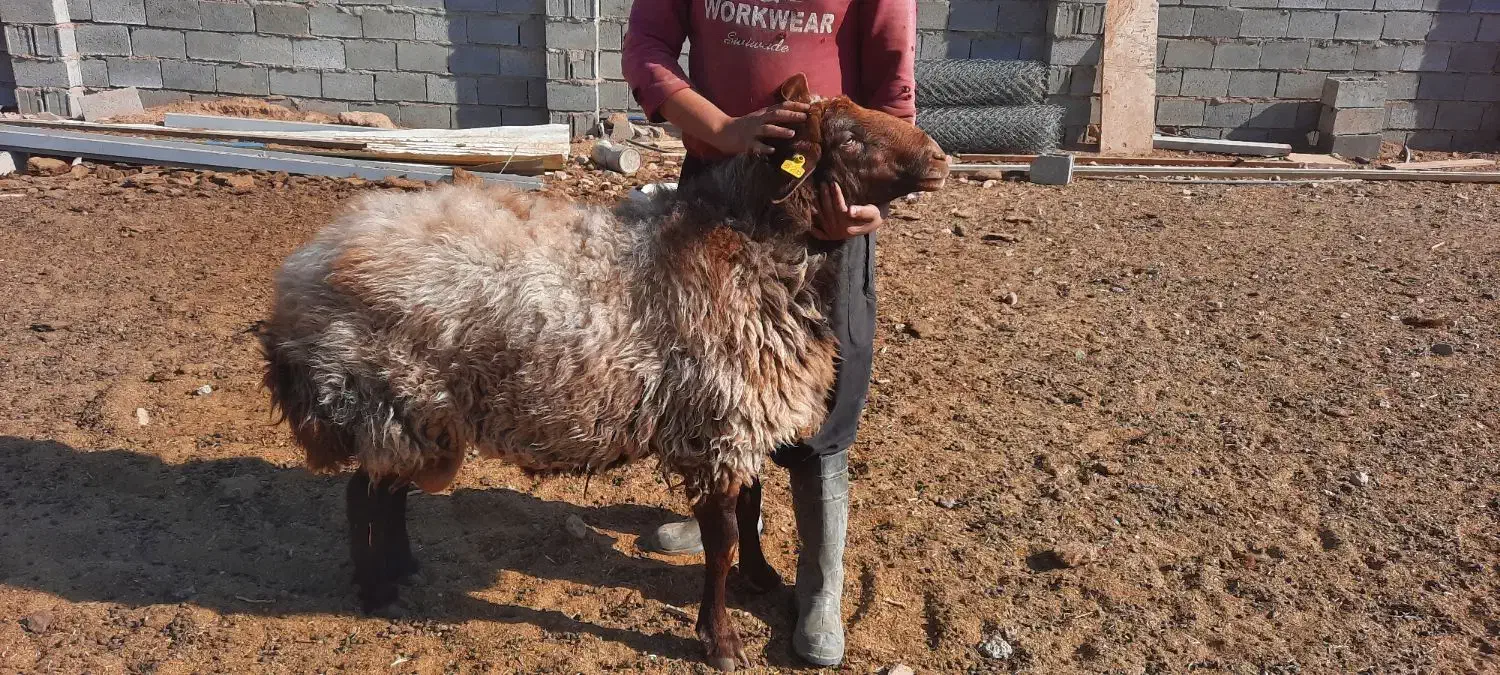 قوچ همو|حیوانات مزرعه|محلات, |دیوار