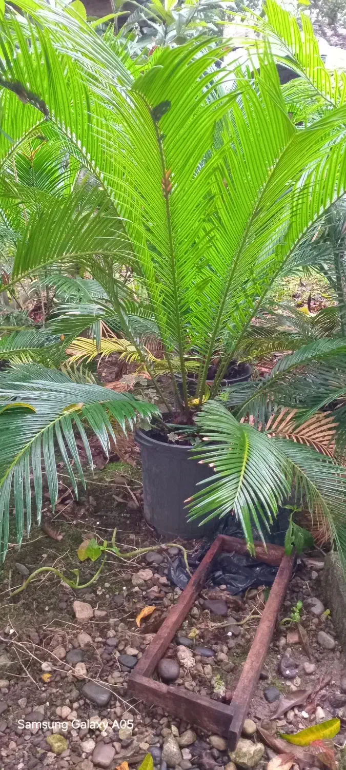 سیکاس چند ساله|گل و گیاه طبیعی|عباس‌آباد, |دیوار