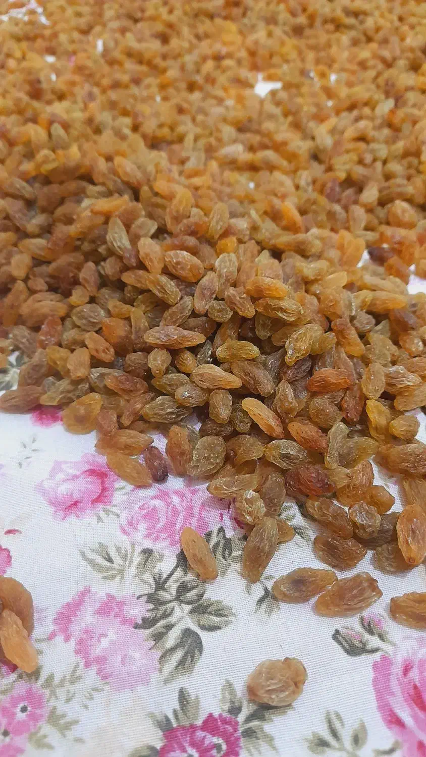 کشمش دودی و آفتابی کاشمر|خوردنی و آشامیدنی|مشهد, کوی المهدی|دیوار