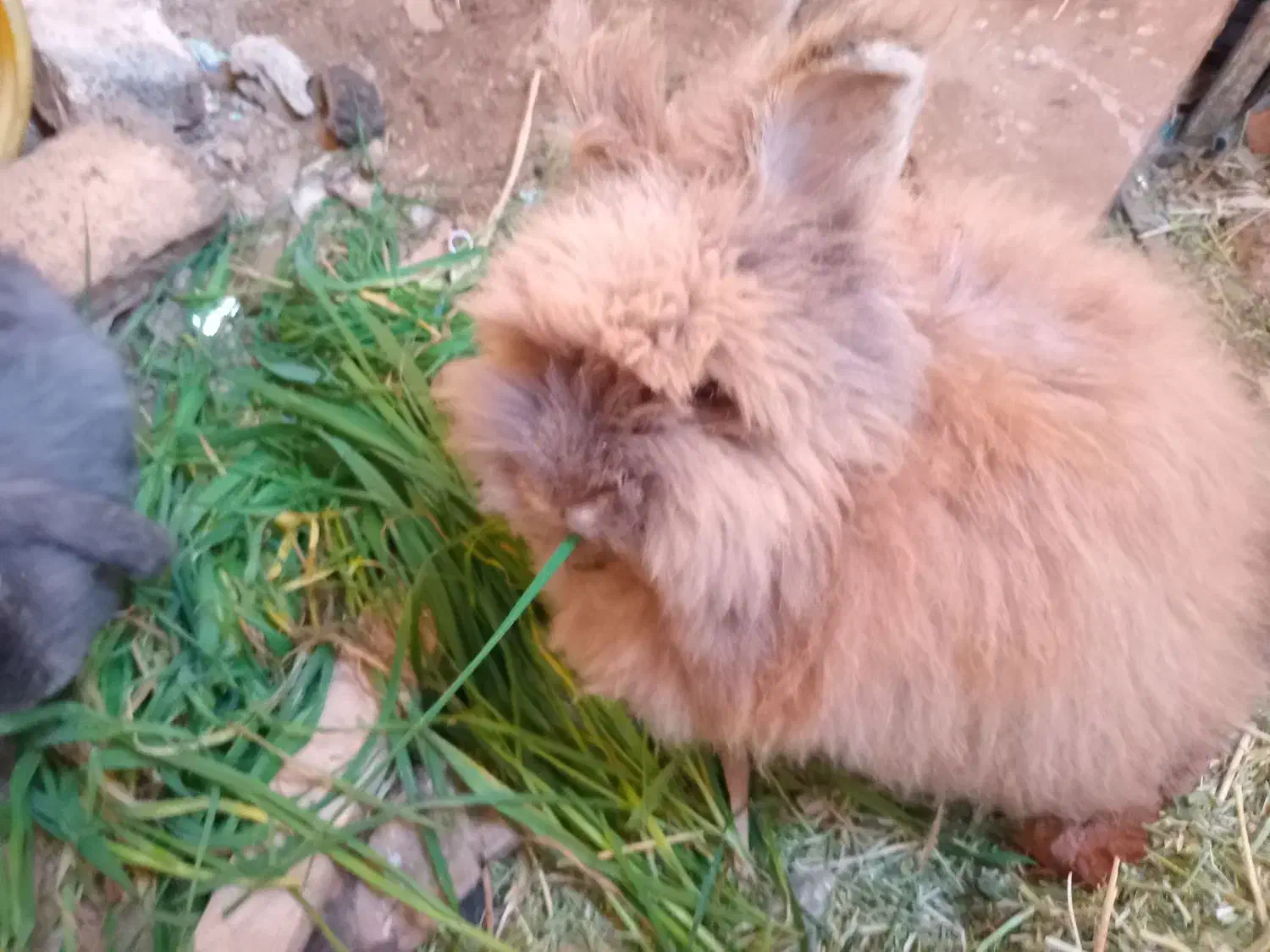 خرگوش لوپ اصیل|موش و خرگوش|گنبد کاووس, |دیوار