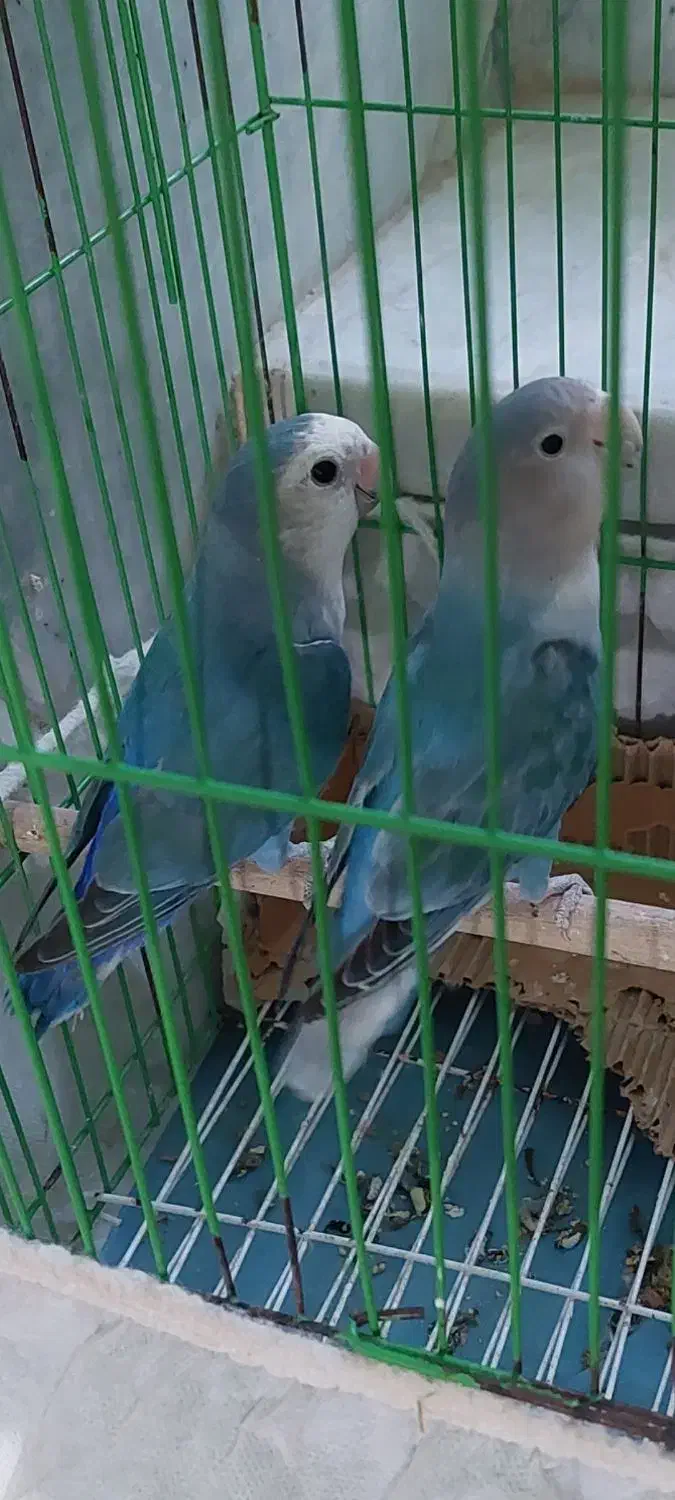 کوتوله برزیلی معاوضه با عروس هلندی|پرنده|سراوان, |دیوار