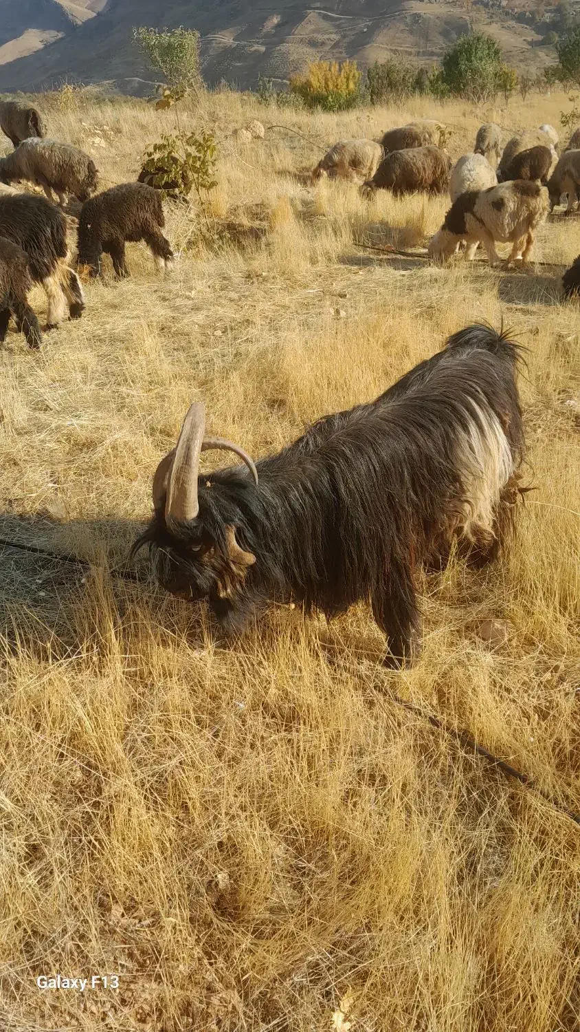 دوبر اصل|حیوانات مزرعه|صمصامی, |دیوار