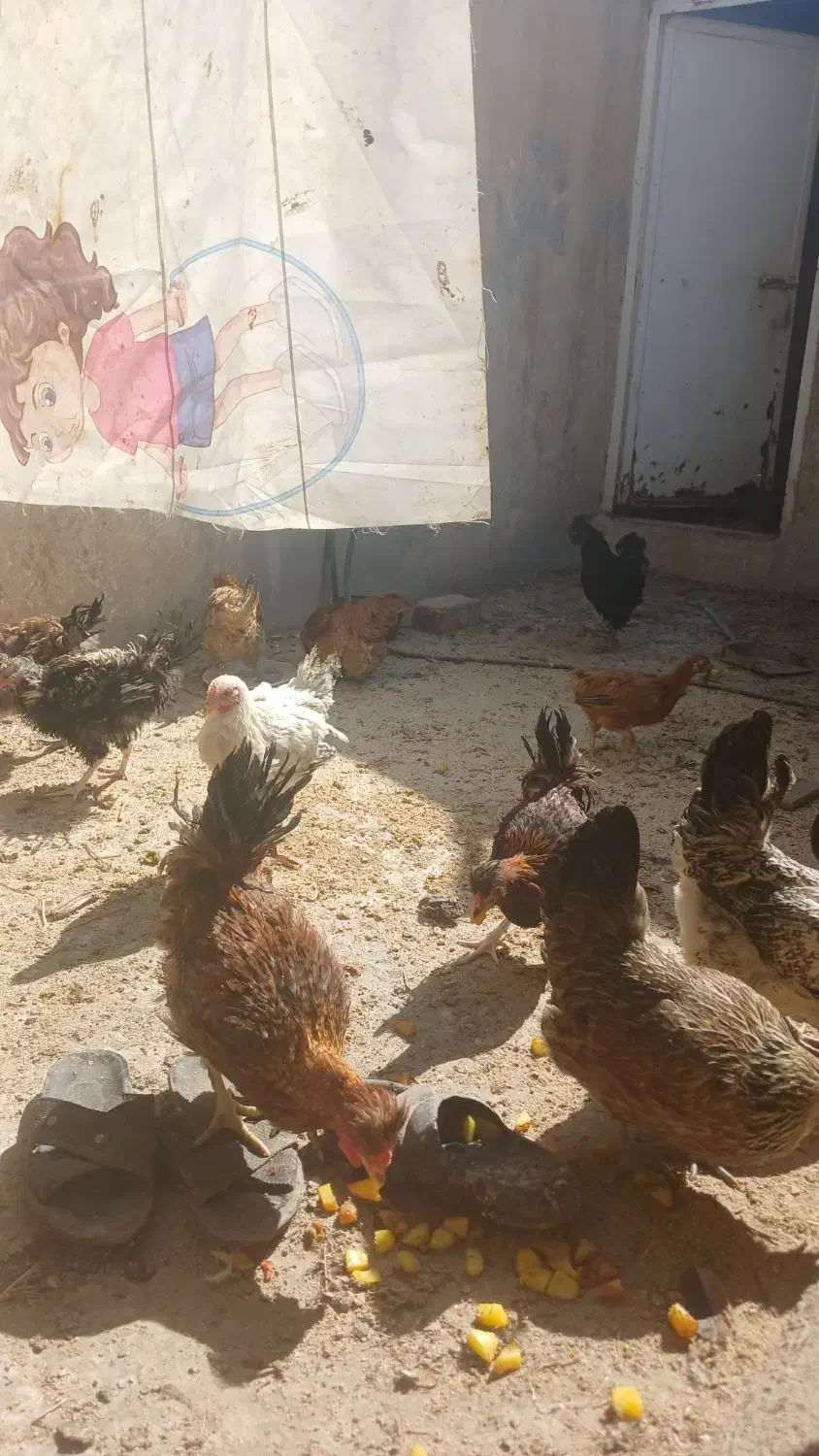 تعدادی مرغ و خروس رسمی اصل|حیوانات مزرعه|قم, شهرک امام حسین|دیوار