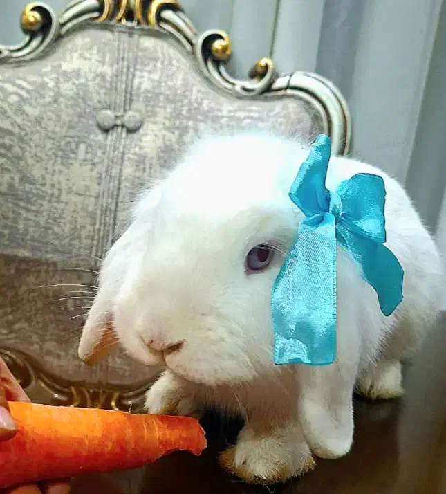 خرگوش لوپ سفید|موش و خرگوش|علی‌آباد کتول, |دیوار